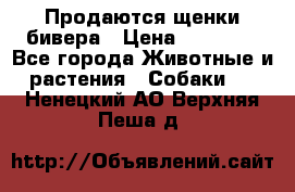 Продаются щенки бивера › Цена ­ 25 000 - Все города Животные и растения » Собаки   . Ненецкий АО,Верхняя Пеша д.